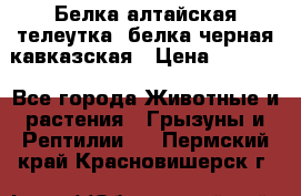 Белка алтайская телеутка, белка черная кавказская › Цена ­ 5 000 - Все города Животные и растения » Грызуны и Рептилии   . Пермский край,Красновишерск г.